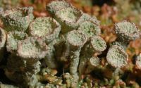 Cladonia lichen