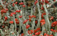 cladonia lichen