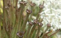 cladonia lichen