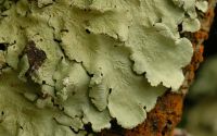 foliose lichen