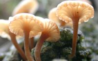 mushroom lichen
