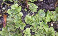 mushroom lichen