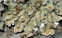 squamulose lichen