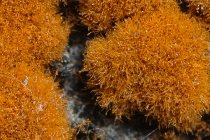 Trentepohlia algae