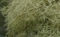 beard lichen