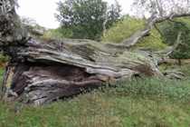 Fallen oak