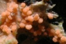 Marchandiomyces aurantiacus