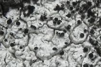 Sclerococcum sphaerale