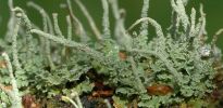 Cladonia macilenta