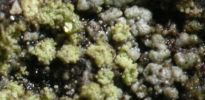 Fuscidea praeruptorum