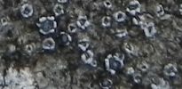 Lecanora agardhiana