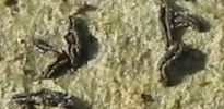 Opegrapha viridipruinosa