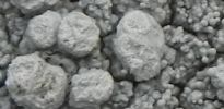 Pertusaria corallina fertile