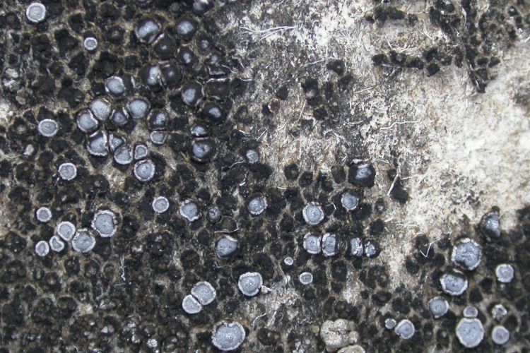 Caloplaca Variabilis Full picture index